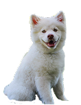 American Poodle